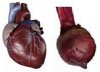 Heart and Beet compared