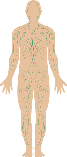 lymphatic system diagram