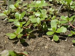 purslane