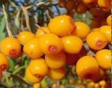 Sea Buckthorn