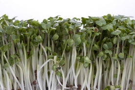 Sulforaphane Broccoli Sprouts