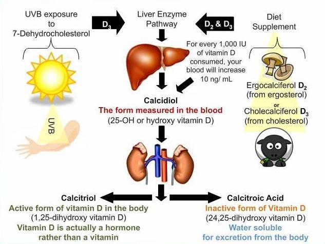 Vitamin D synthesis