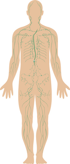 lymphatic system diagram