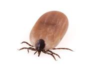 treating tick bites